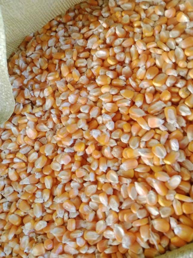 corn
