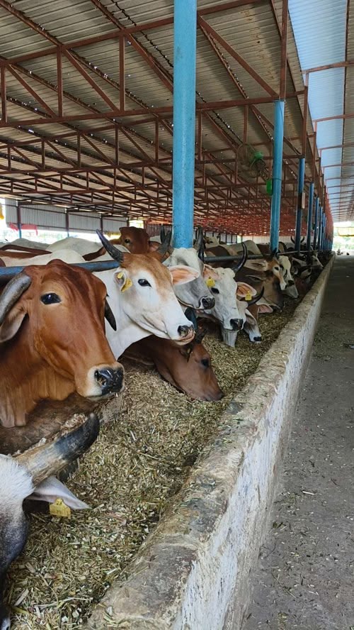 cattle