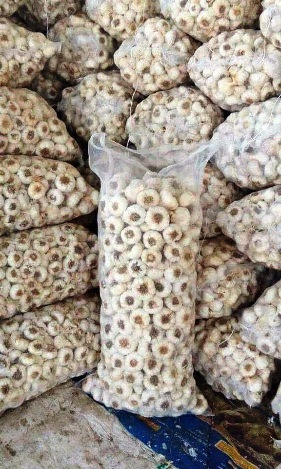 garlic