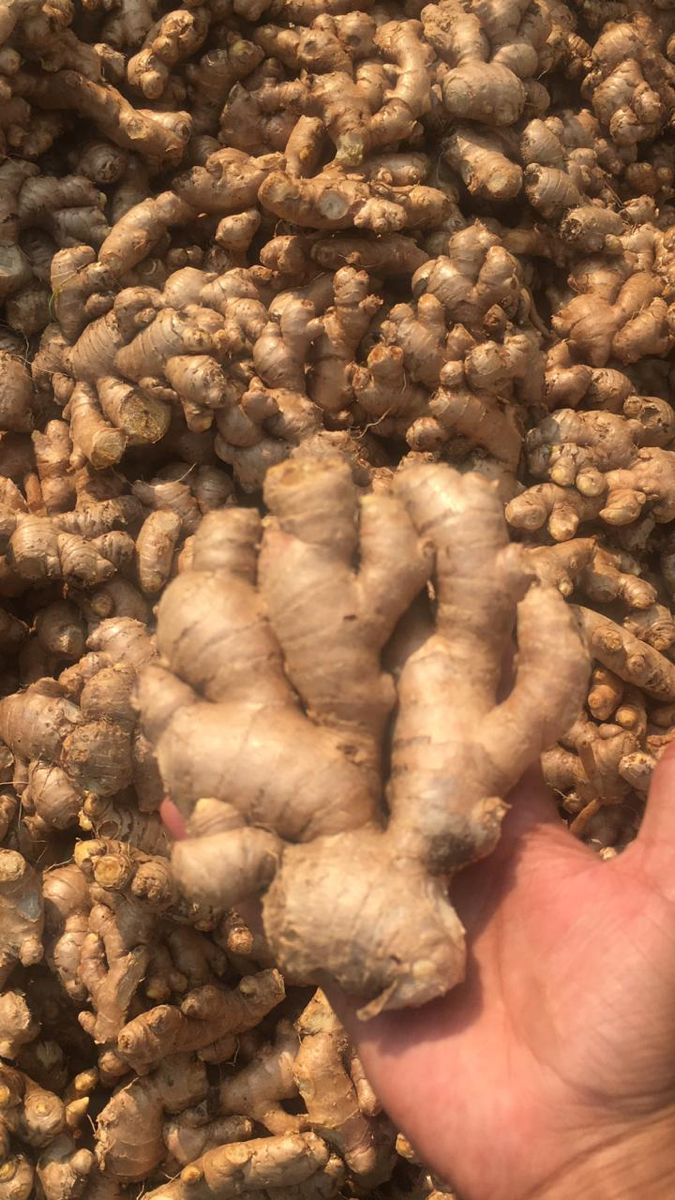 Ginger