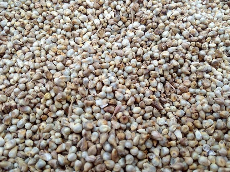 millet
